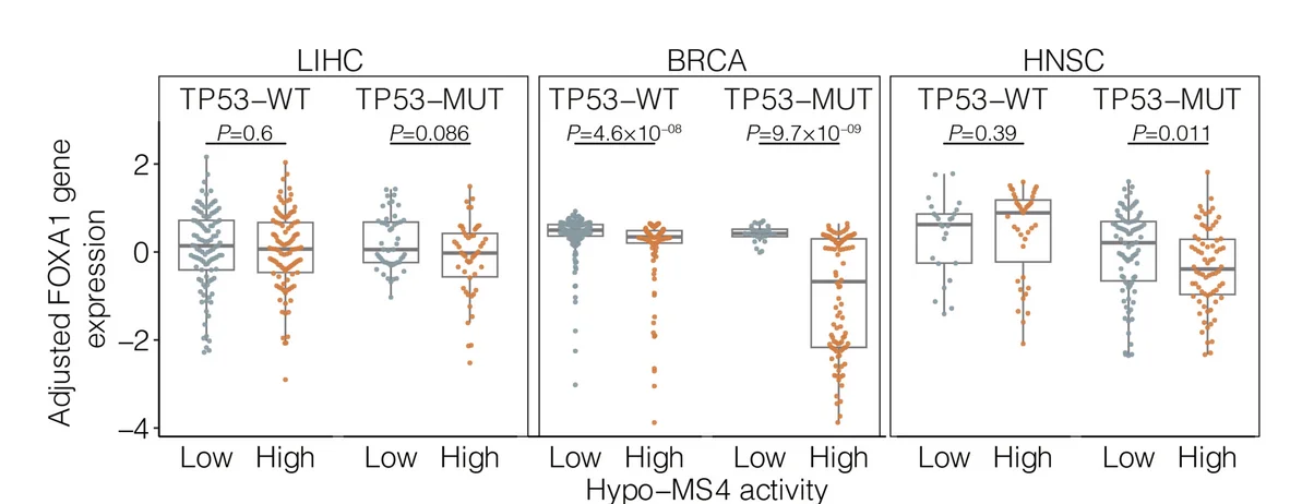 Open access visualization of Box Plot, Scatter Plot, FOXA1 Expression, Hypo-MS4, TP53-MUT