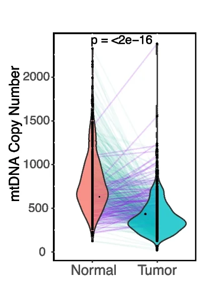 Open access visualization of Violin Plot, mtCN, Normal Samples, Tumor Samples, Paired Samples