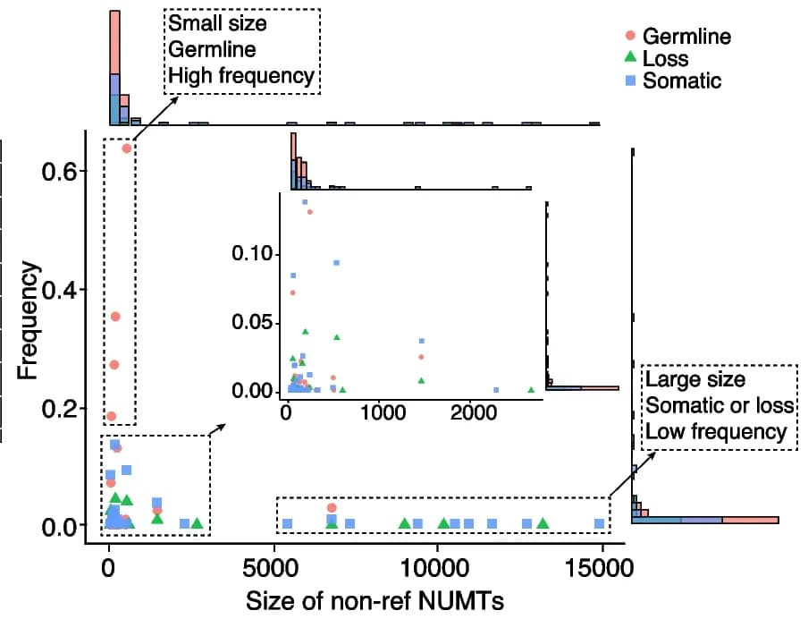 Open access visualization of Scatter Plot, Histogram, Non-Ref NUMTs, Frequency, Size
