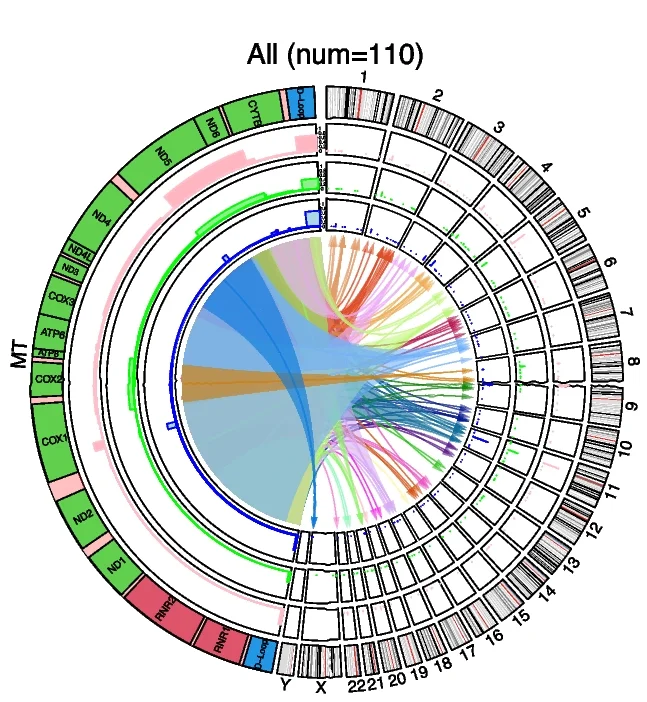 Open access visualization of Chord, Circos Plot, Non-Ref NUMTs, mtDNA Genes, nDNA Chromosome