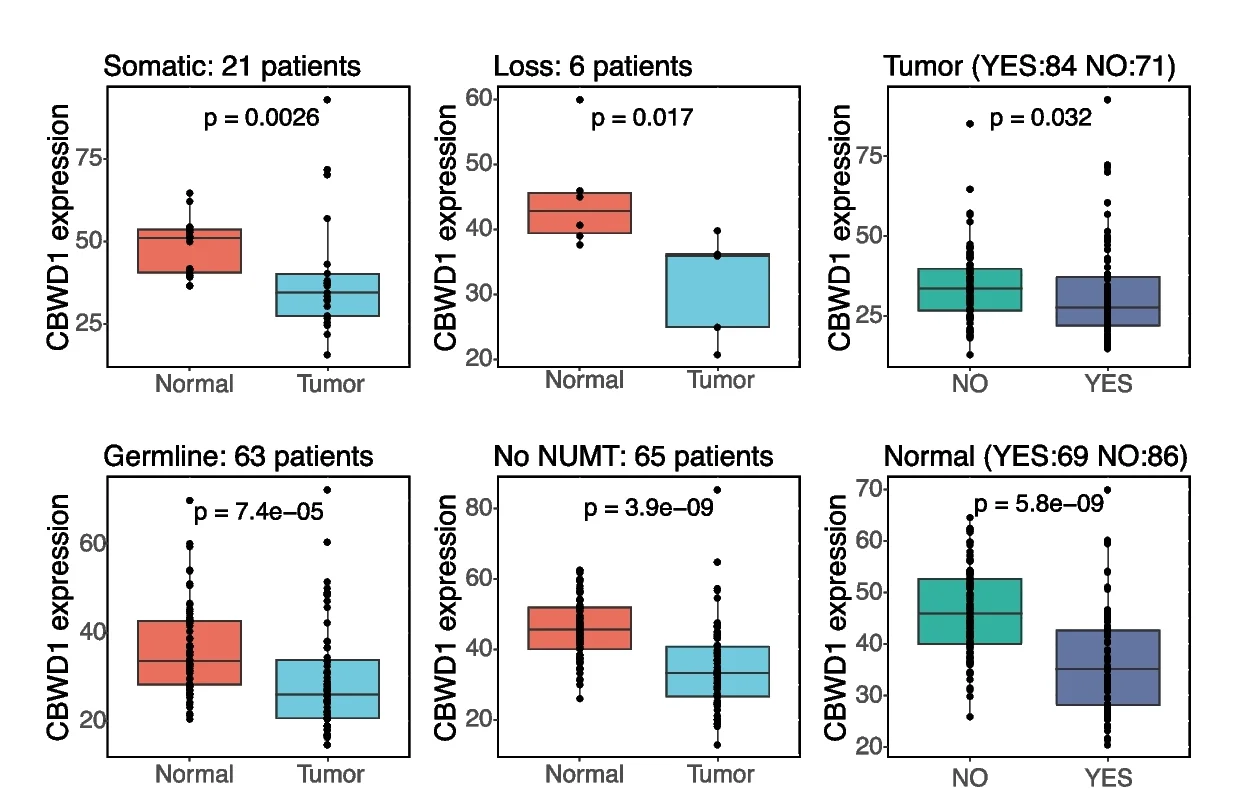 Open access visualization of Box Plot, Scatter Plot, CBWD1 Expression, Sample Types, Non-Ref NUMTs