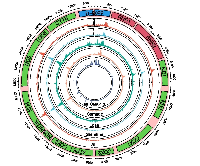 Open access visualization of Line Plot, Density Plot, Circos Plot, Population Frequency, mtDNA Variants