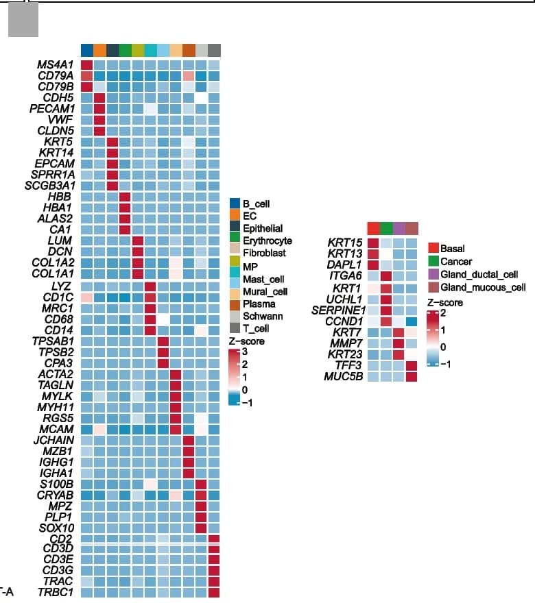 Open access visualization of Heatmap, Clustered, Expression Profile, Marker Genes, Cell Populations