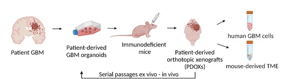 Open access visualization of Workflow, Illustration, GBM Tumors, PDOXs, Preclinical Modeling
