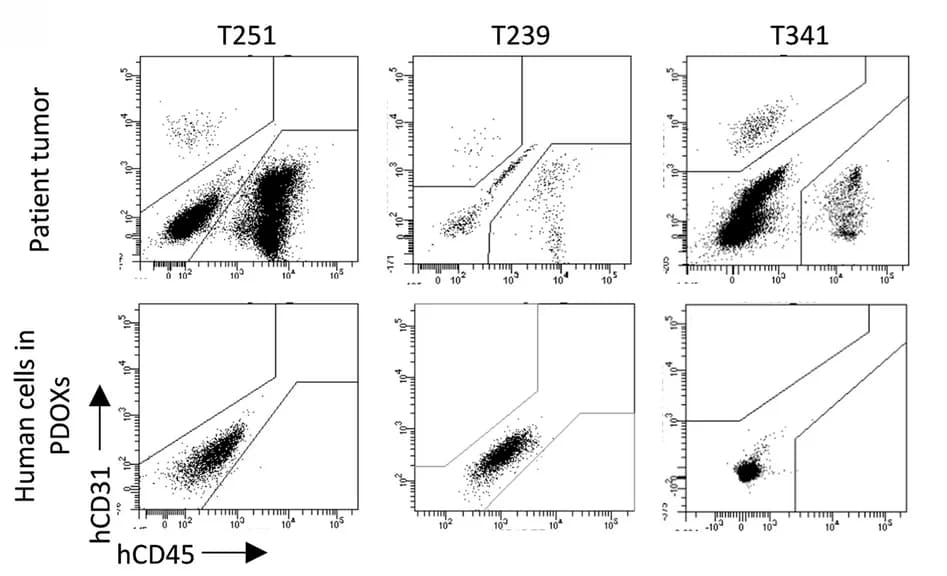 Open access visualization of Scatter Plot, Flow Cytometry, Endothelial Cells, Immune Cells, Xenografting