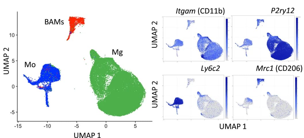 Open access visualization of UMAP, Scatter Plot, UMAP Projection, Reference-Based Mapping, Myeloid Cells