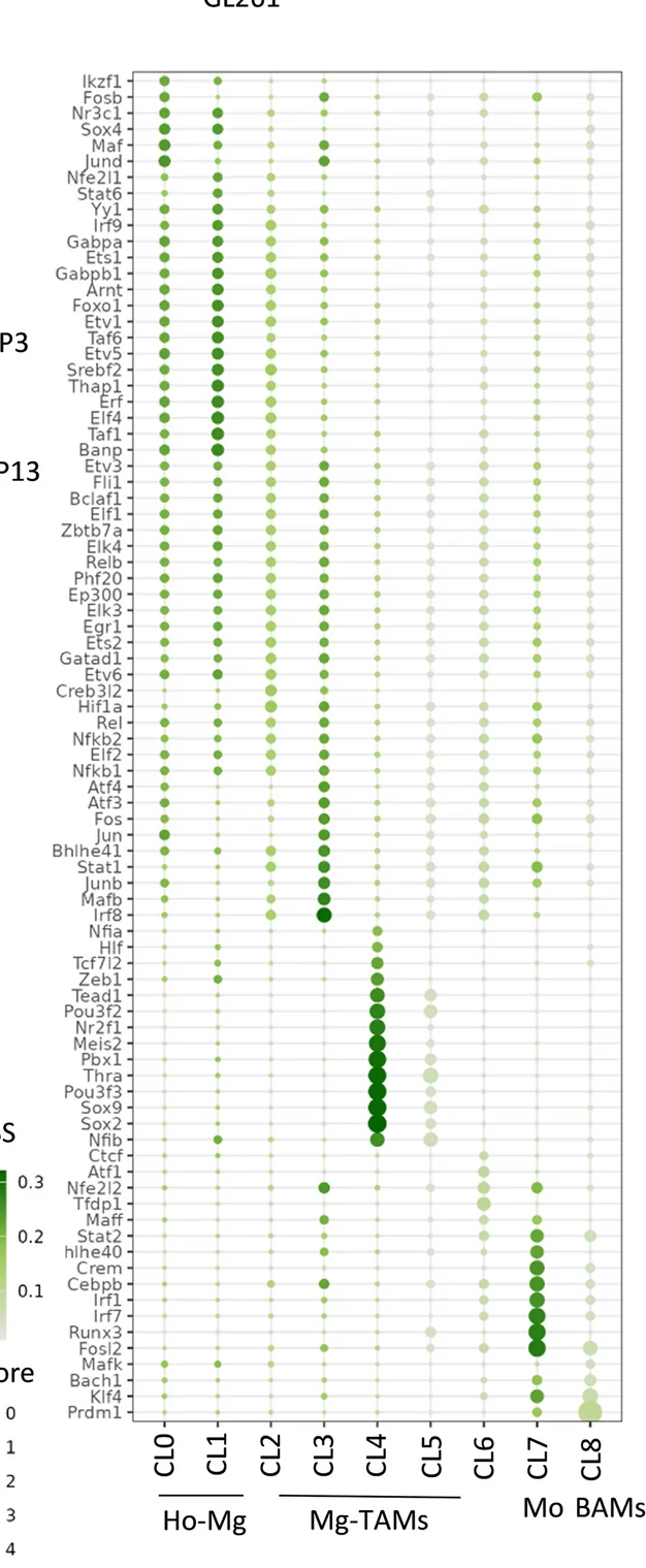 Open access visualization of Bubble Plot, Transcription Factor Activity, Regulons, SCENIC, Myeloid Clusters