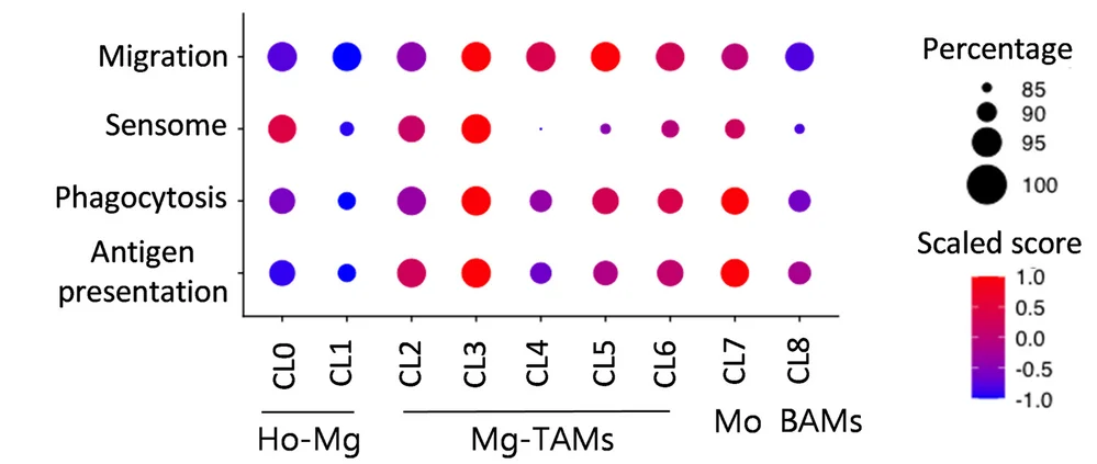 Open access visualization of Bubble Plot, Gene Signature Score, Migration, Sensome, Phagocytosis