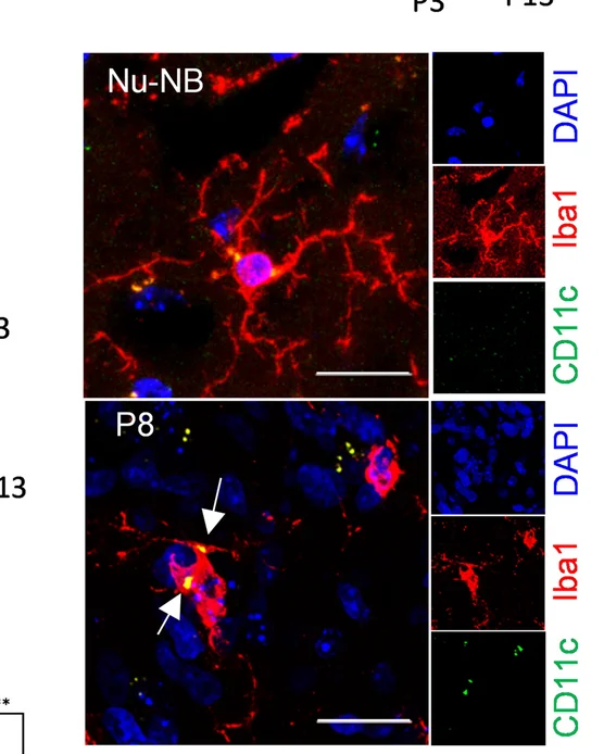 Open access visualization of Microscopy, Immunofluorescence, CD11c Staining, Iba1+ Cells, Nu-NB