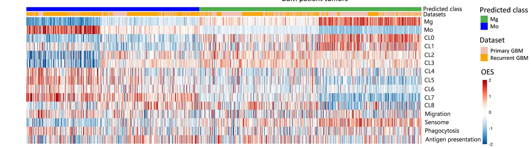 Open access visualization of Heatmap, Mg, Mo, TAMs, GBM Patient Tumors