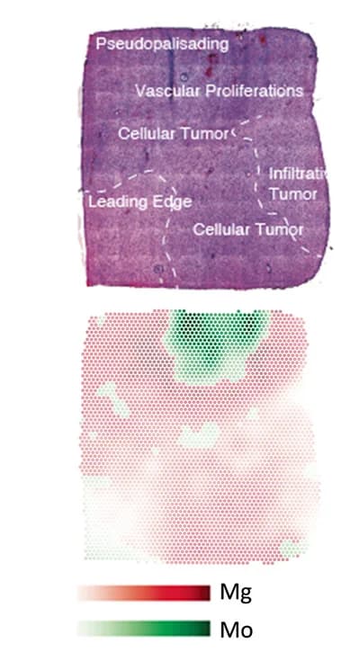 Open access visualization of Microscopy, Heatmap, Surface Plots, Spatial Localization, Mg Signatures