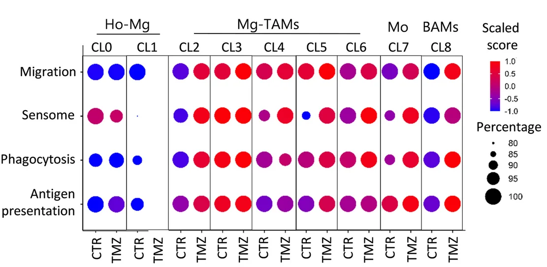 Open access visualization of Bubble Plot, Functional Signature, Myeloid Cluster, CTR, TMZ