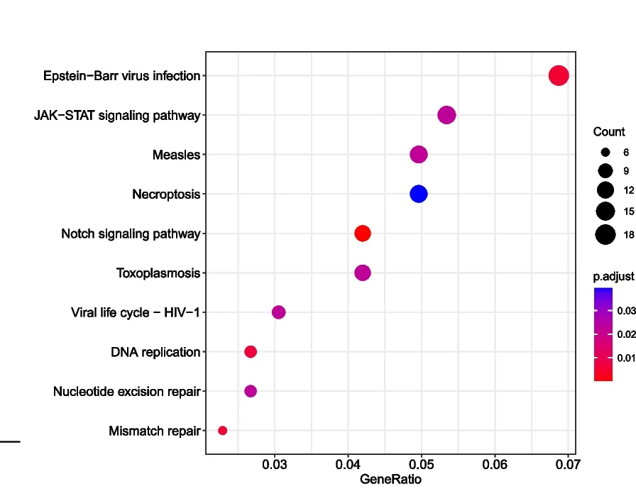 Open access visualization of Bubble Plot, Scatter Plot, KEGG Pathway, CNV, NKTCL Patients