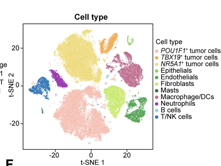 Open access visualization of Scatter Plot, UMAP, Cell Types, Color-Coding