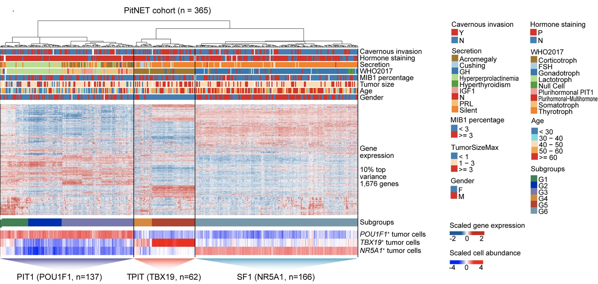 Open access visualization of Heatmap, Clustered, Gene Expression, Clinical Features, PitNETs