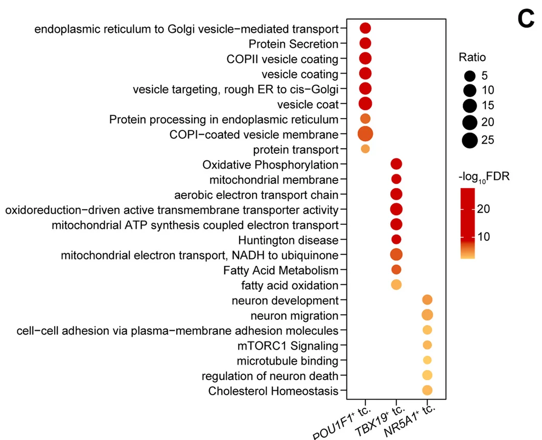 Open access visualization of Bubble Plot, Scatter Plot, Bubble Diagram, Gene Ontology, Biological Processes