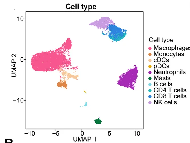 Open access visualization of UMAP, Immune Cells, Cell Types