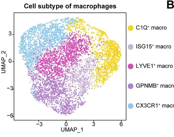 Open access visualization of Scatter Plot, UMAP, Macrophage Cells, Subtypes