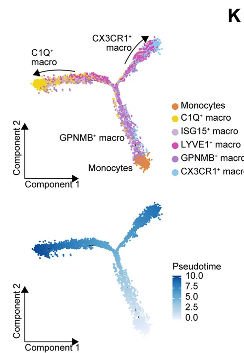 Open access visualization of Scatter Plot, UMAP, Trajectory Plot, Monocytes, Macrophage Subtypes