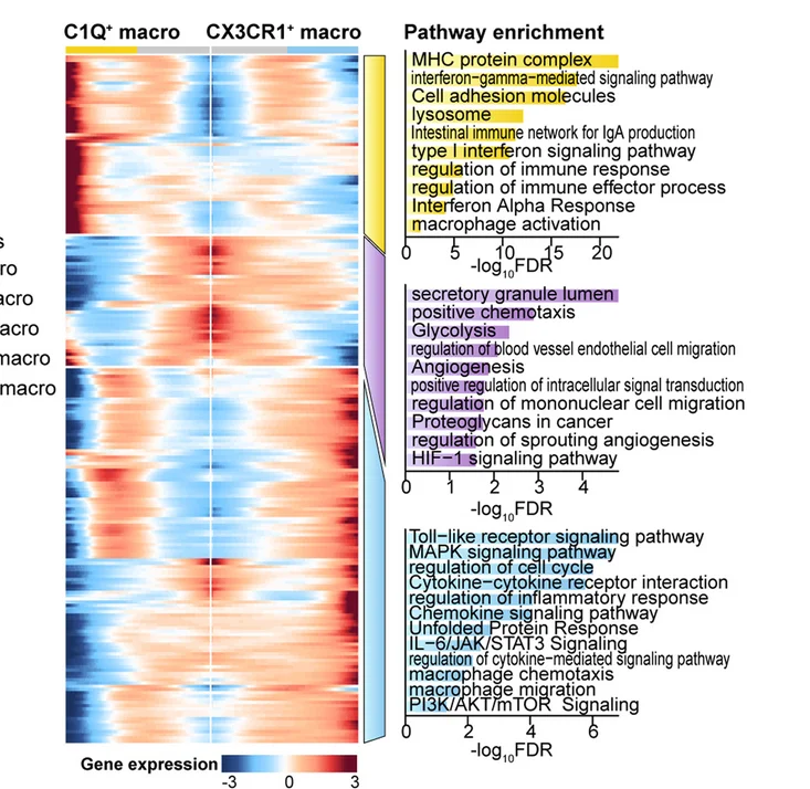 Open access visualization of Heatmap, Bar Plot, Three-Phase Distribution, C1Q+ Macrophages, CX3CR1+ Macrophages