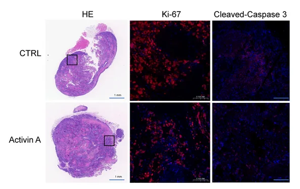 Open access visualization of Microscopy, H&E Staining, IF Staining, Ki-67, Cleaved-caspase 3