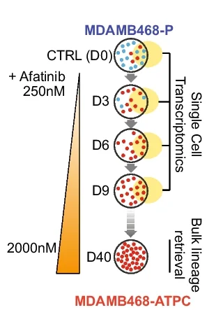 Open access visualization of Workflow, Illustration, Time Series Experiment, MDAMB468 Cells, Afatinib