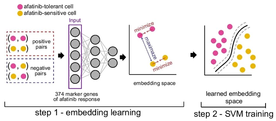 Open access visualization of Workflow, scASTRAL, Contrastive Learning, SVM Classifier, Embedding Space