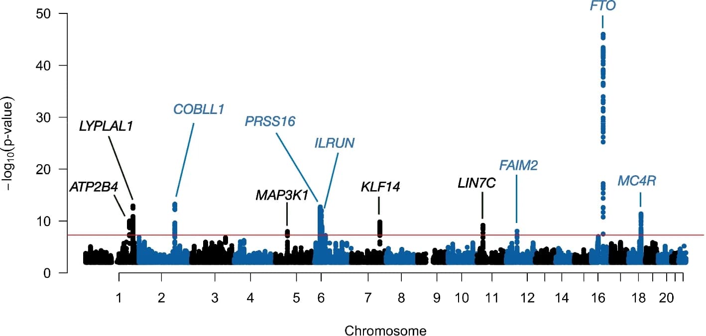 Open access visualization of Manhattan Plot, Scatter Plot, aLIT, Obesity-Related Traits, Waist Circumference