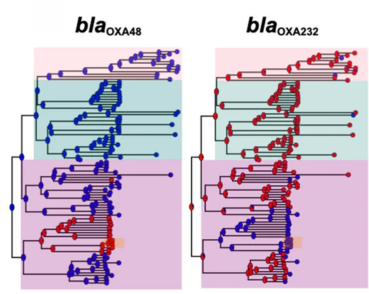 Open access visualization of Network, Pathway, Ancestral State Reconstruction, Carbapenemase Genes, ST2096 Clone
