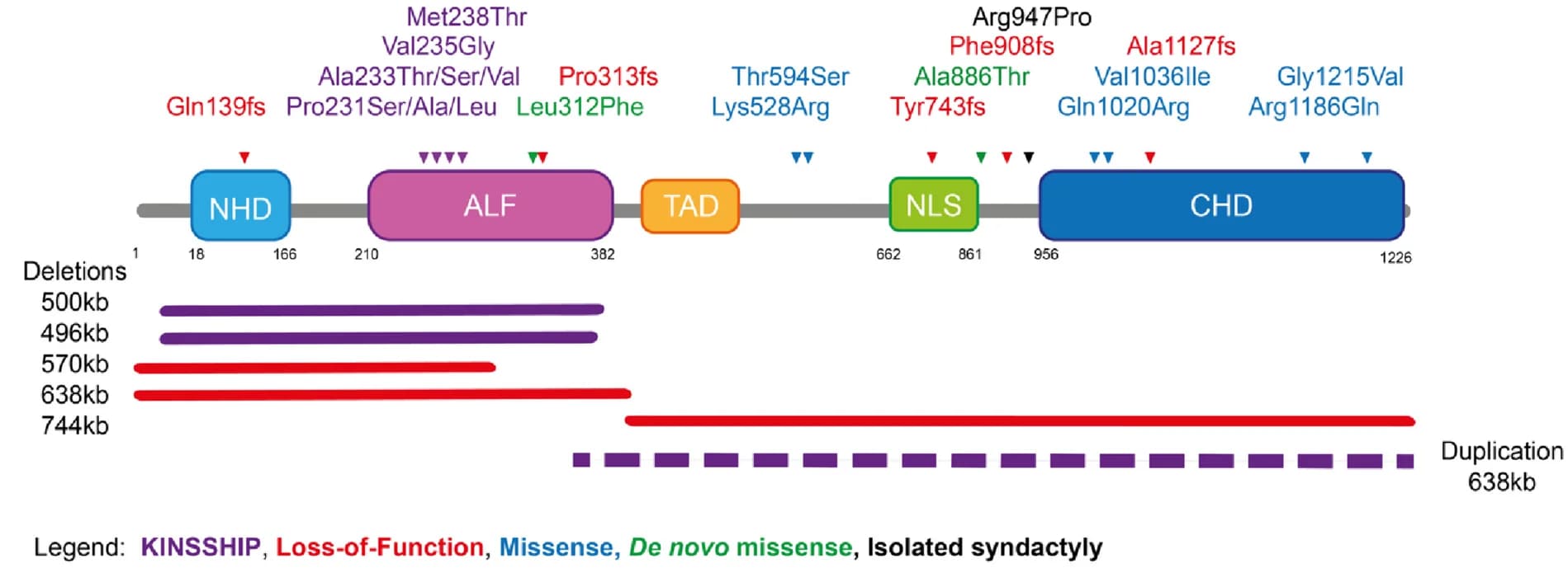 Open access visualization of Workflow, Illustration, AFF3, Protein Structure, Variants