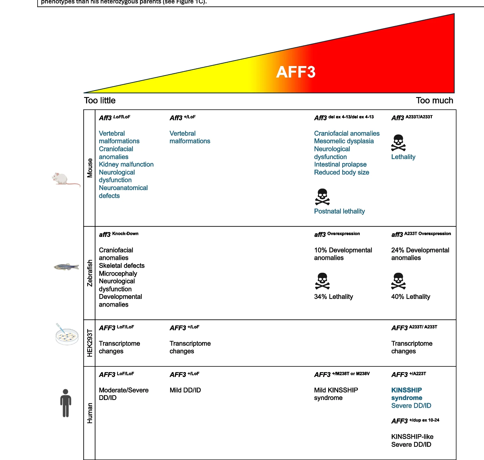 Open access visualization of Illustration, Table Image, In Vivo, In Vitro, AFF3