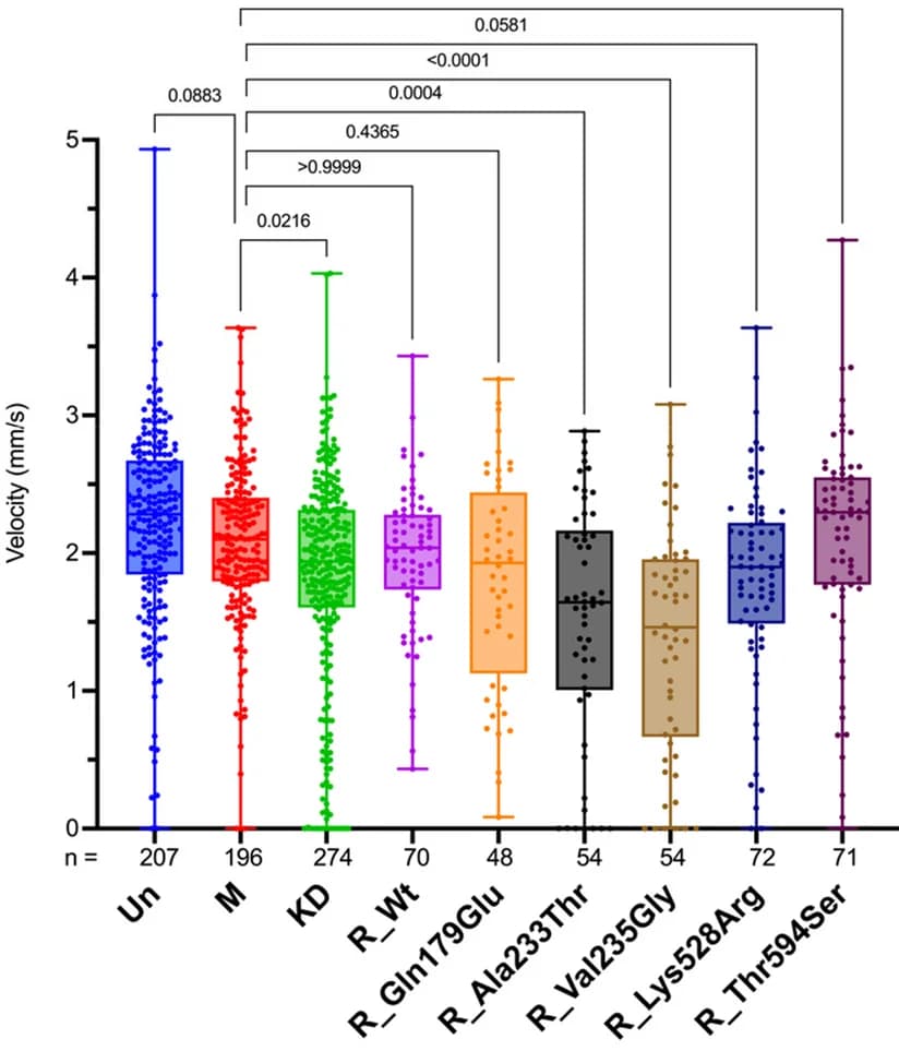 Open access visualization of Violin Plot, Box Plot, Scatter Plot, Swimming Velocity, Zebrafish