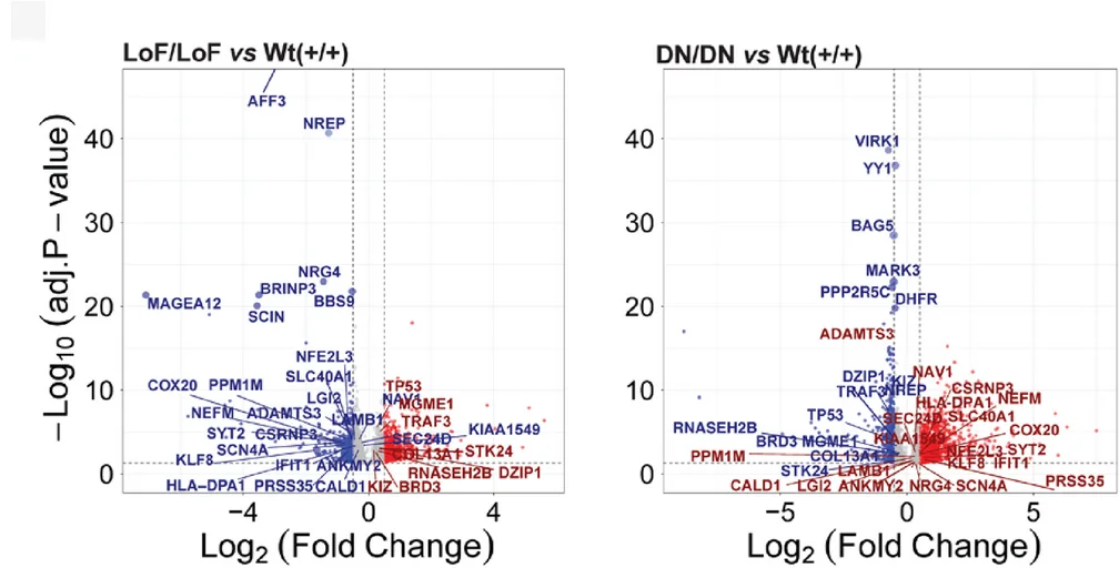 Open access visualization of Volcano Plot, Volcano Plots, Differentially Expressed Genes, Loss-of-Function, AFF3 Lines