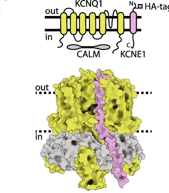 Open access visualization of Protein Structure, Illustration, I Ks Channel, KCNE1, KCNQ1