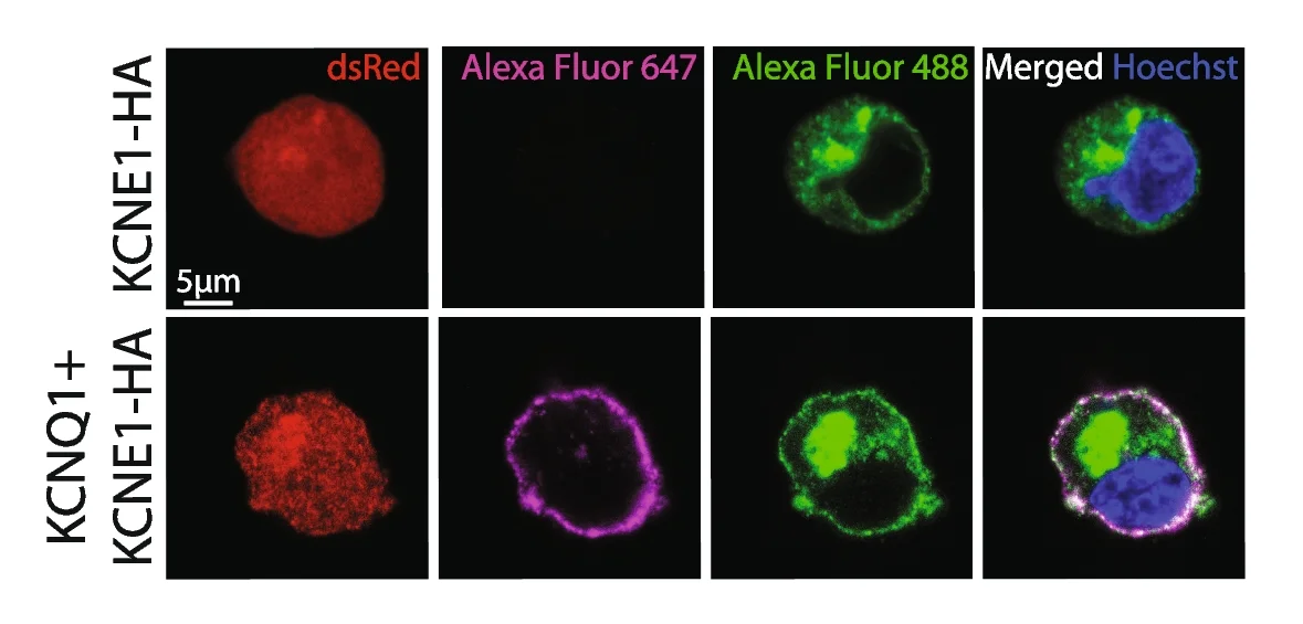 Open access visualization of Microscopy, HA Tag, KCNE1, HEK293T Cells, Alexa Fluor 647