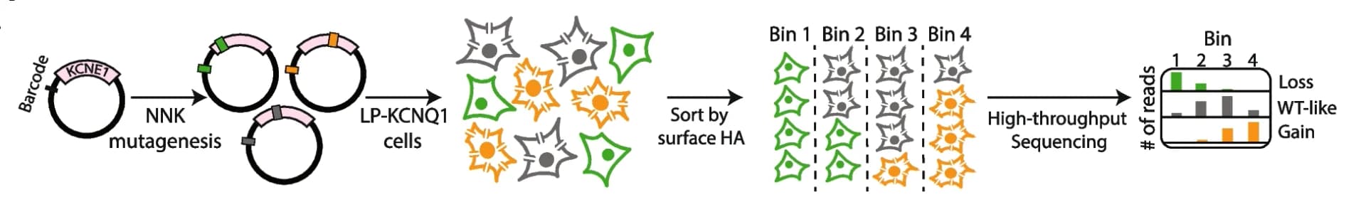 Open access visualization of Workflow, Bar Plot, KCNE1, HA Epitope, Barcoded Plasmid Pool