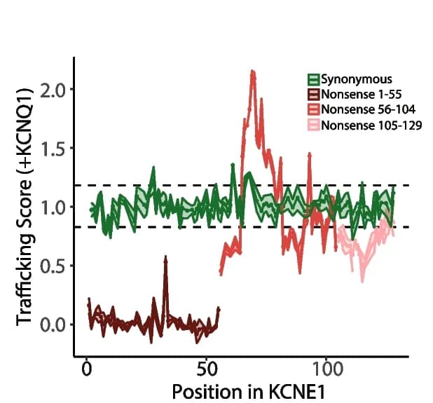 Open access visualization of Line Plot, Nonsense Variants, Loss-of-trafficking, Gain-of-trafficking, Synonymous Variants