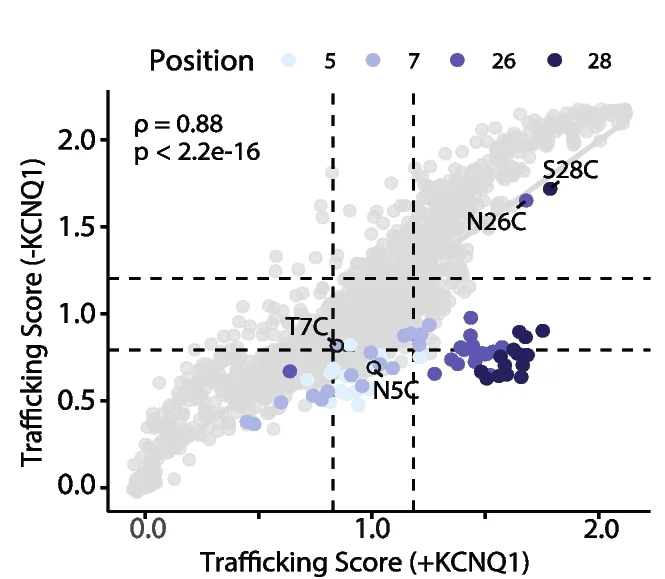 Open access visualization of Scatter Plot, Trafficking Scores, KCNQ1, Glycosylation Sites, Cysteine Variants