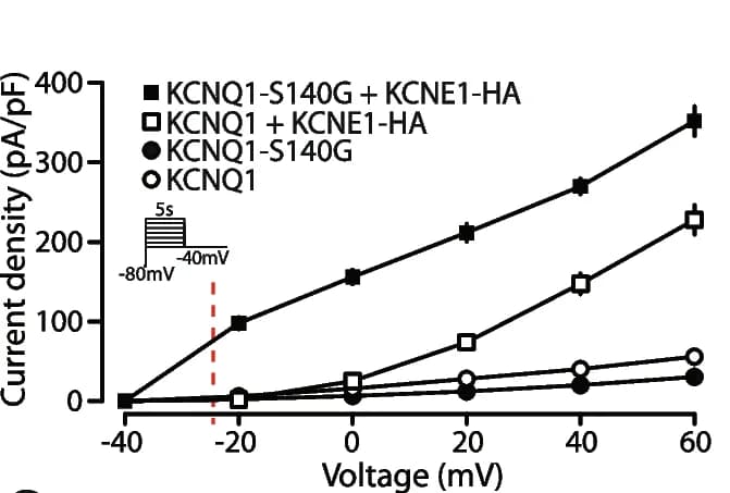 Open access visualization of Line Plot, Error Bars, Voltage Clamp, Potassium Currents, HEK293T Cells