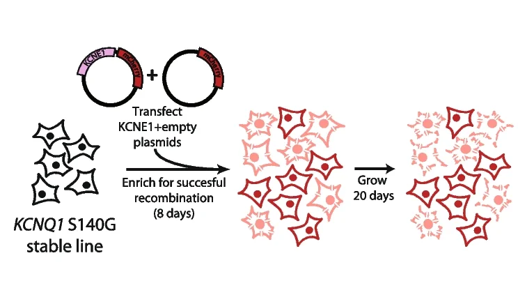 Open access visualization of Workflow, KCNE1 Selection Assay, LP-KCNQ1-S140G Cells, KCNE1 Variant, Empty Vector