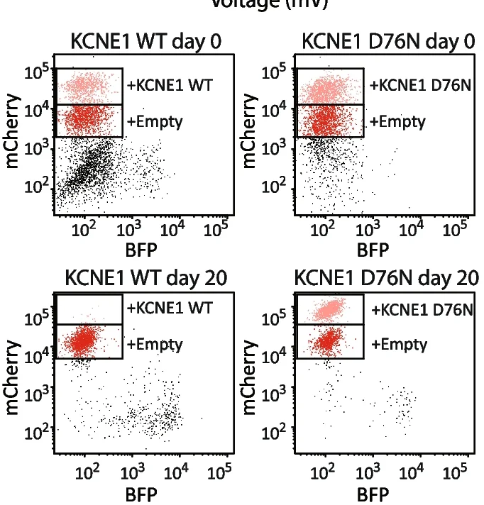 Open access visualization of Scatter Plot, Flow Cytometry, Cells, Plasmids, Empty Vectors