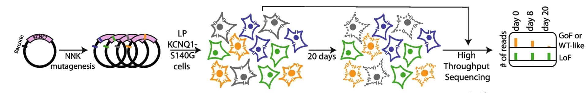 Open access visualization of Workflow, Bar Plot, Multiplexed Assay, KCNE1 Function, Barcoded Plasmid Pool