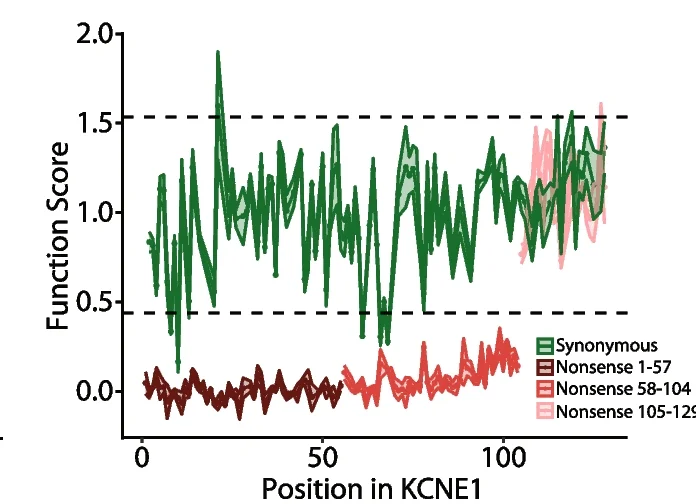 Open access visualization of Line Plot, Nonsense Variants, Synonymous Variants, Cell Surface Trafficking, Functional Score