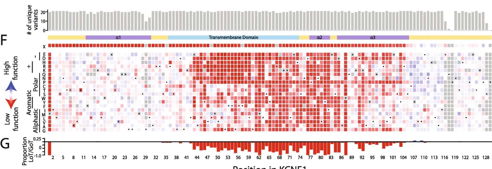 Open access visualization of Heatmap, Bar Plot, Missense Variants, KCNE1