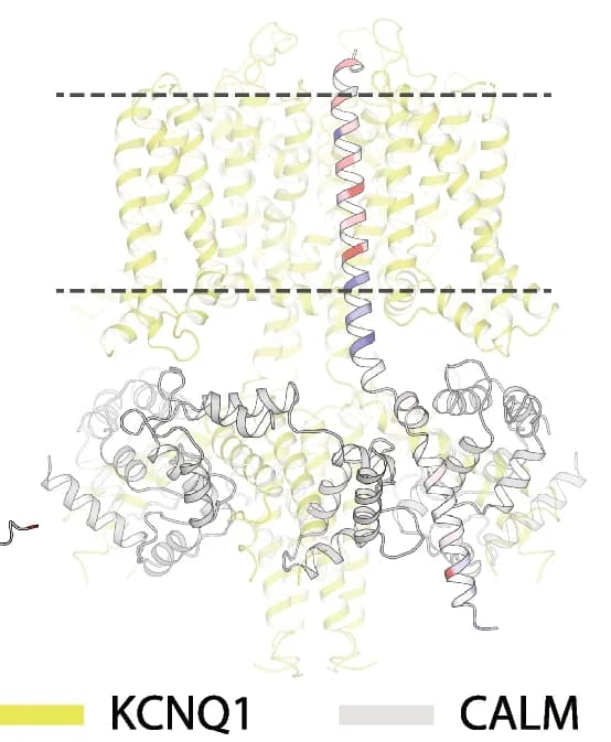 Open access visualization of Protein Structure, Chemical Structure, KCNE1, KCNQ1, Calmodulin