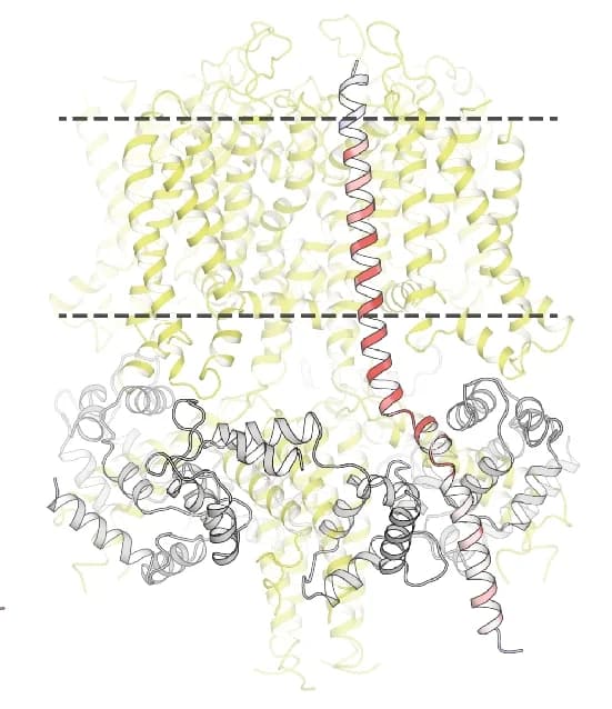 Open access visualization of Protein Structure, KCNE1, KCNQ1, Calmodulin, Protein Complex
