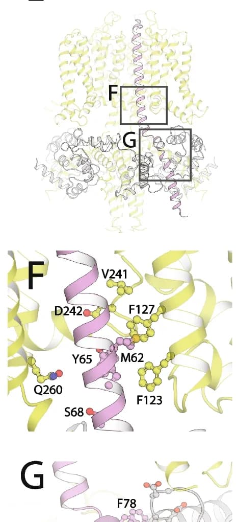 Open access visualization of Protein Structure, I Ks Complex, Protein Complex