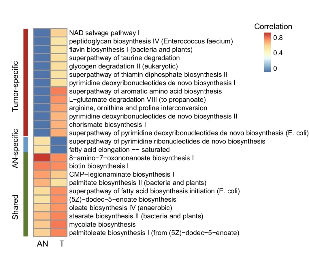 Open access visualization of Heatmap, Clustered, Bacterial Pathways, Fecal Microbiome, Tumor
