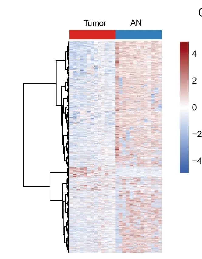 Open access visualization of Heatmap, Clustered, Differentially Methylated Loci, Promoter Regions