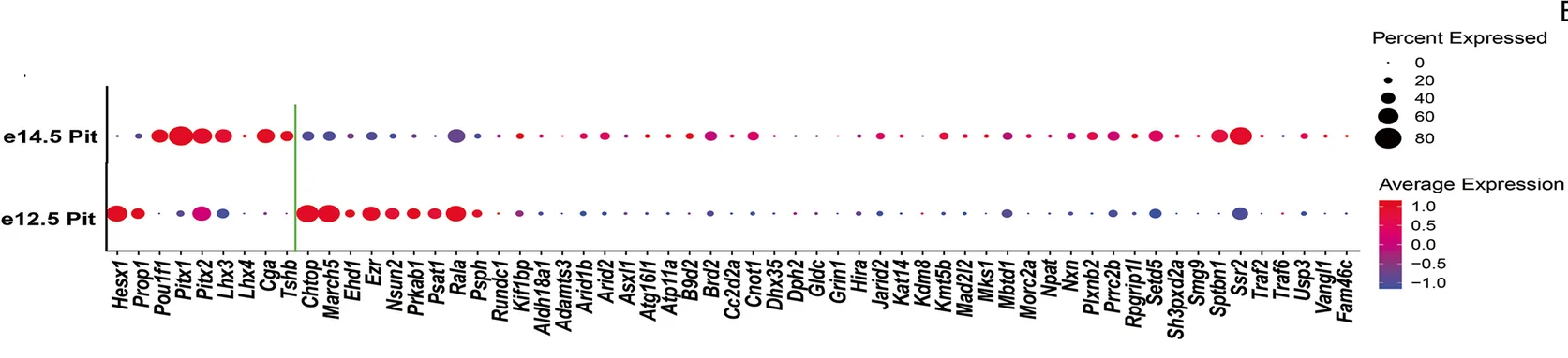 Open access visualization of Bubble Plot, scRNA-seq, Dot plots, Candidate Genes, Pituitary Glands